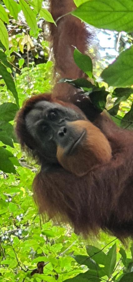 Hotel Sumatra Cheeky Monkeys Bukit Lawang Esterno foto